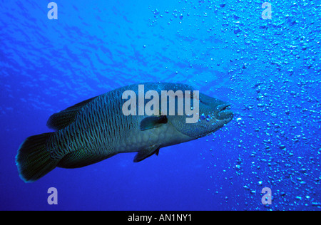 Ägypten Rotes Meer Napoleon Wrasse Cheilinus undulatus Stockfoto
