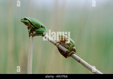 Europäische Treefrog, gemeinsame Treefrog, zentralen europäischen Treefrog (Hyla Arborea), zwei Frösche sitzen auf Reed Stamm, Sonnenbaden, Germa Stockfoto