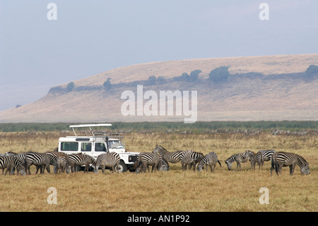 Touristen genießen, eine Herde von Burchell Zebras aus kurzer Distanz, Ngorongoro Crater, Tansania. Stockfoto