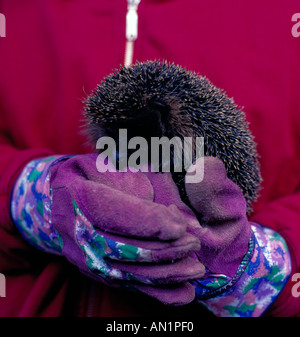 behandschuhten Hände halten junge Igel. Foto: Willy Matheisl Stockfoto