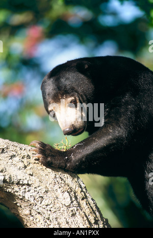 Malaien Bär Malaienbaer Malayan Sun Bear Helarctos Malayanus Zoo Stockfoto