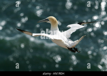 Basstoelpel Sula Bassana Northern Gannet Morus bassanus Stockfoto