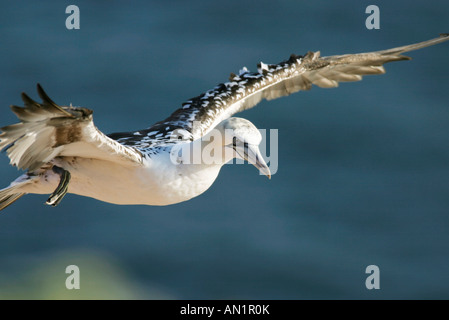 Basstoelpel Sula Bassana Northern Gannet Morus bassanus Stockfoto