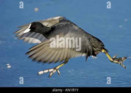 Rennendes Blaesshuhn Muenchen Deutschland Blaesshuhn Fulica Atra Blässhuhn Stockfoto