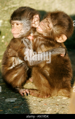 Blutbrustpavian Dschelada Theropithecus Gelada Gelada Boboon Jungtier Stockfoto