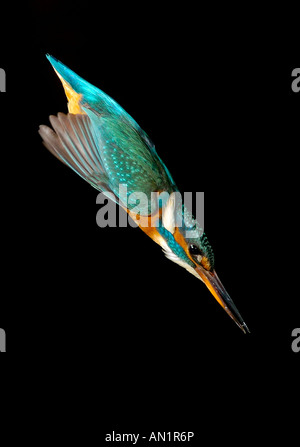 Eisvogel Alcedo Atthis Eisvogel Fluss Eisvögel europäisches Europa Europa Stockfoto