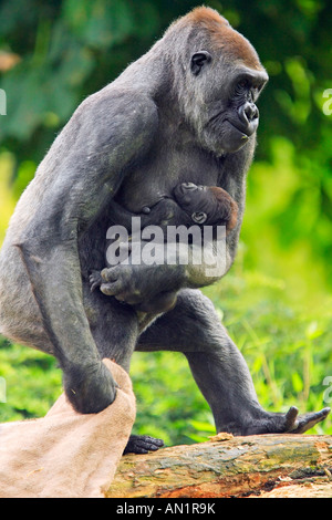 Flachlandgorilla Gorilla Gorilla westlichen Gorilla Westgorilla Menschenaffe Flachland Gorilla Westerngorilla Stockfoto