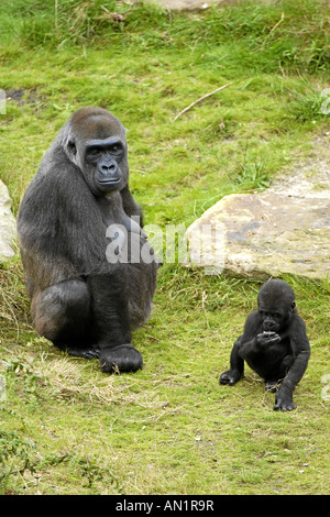 Flachlandgorilla Gorilla Gorilla westlichen Gorilla Westgorilla Menschenaffe Flachland Gorilla Westerngorilla Stockfoto