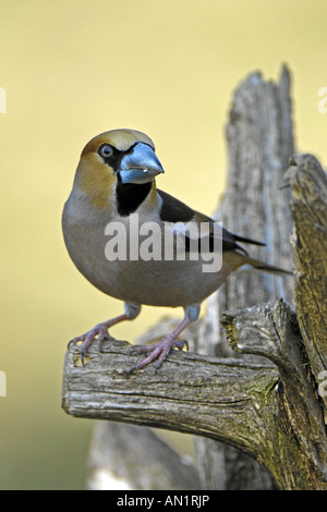Kernbeisser Baden-Württemberg Deutschland männliche Kernbeißer Coccothraustes Coccothraustes eurasischen Kernbeißer Stockfoto