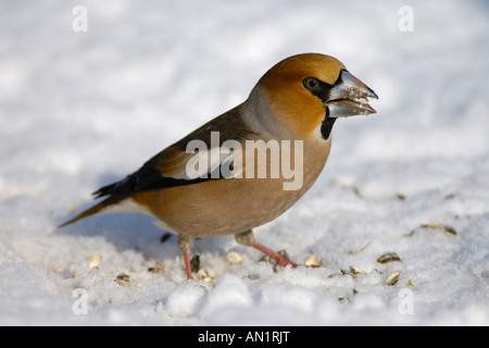 Kernbeisser Baden-Württemberg Deutschland männliche Kernbeißer Coccothraustes Coccothraustes eurasischen Kernbeißer Stockfoto