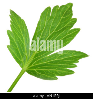 Garten Liebstöckel Blase Seed Levisticum Officinale einzelnes Blatt Stockfoto