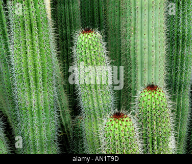 USA - Kalifornien: Kakteen-Detail Stockfoto