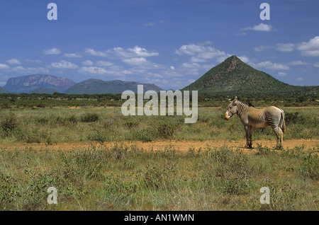 Grevyzebra Grevy s Zebra Equus Grevyi Samburu NP Kenia Afrika Stockfoto