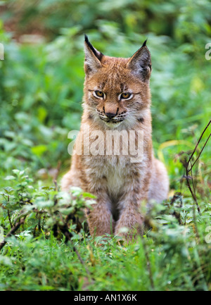 Luchs Jungtier Lynx lynx Stockfoto