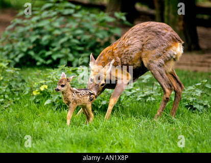 Rehe Ricke Mit Zwei Tage Altem Kitz Capreolus Capreolus Reh mit Kitz Stockfoto