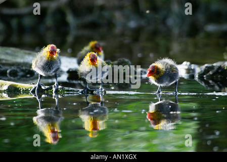 BLaesshuhn Fulica Atra Blässhuhn Europa Europa Stockfoto