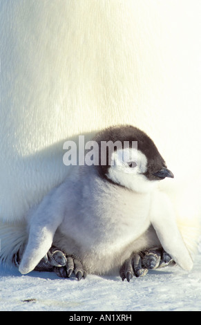 Kaiser-Pinguin Kaiserpinguin Aptenodytes Forsteri Antarktis Antarktis Dawson-Lambton-Gletscher ein Natur-Dokument Stockfoto