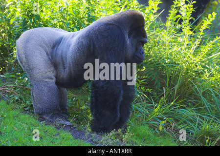 Flachlandgorilla Gorilla Gorilla westlichen Gorilla Westgorilla Menschenaffe Flachland Gorilla Westerngorilla Stockfoto