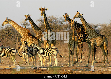 Giraffe Giraffa Giraffe Giraffa Stockfoto