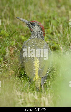 Gruenspecht Picus Viridis grüne Specht Europa Europa Stockfoto