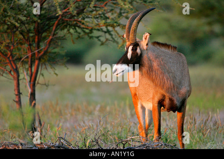 Roan Antilope Hippotragus Spitzfußhaltung ernähren sich von Gras in der Savanne Mount Etjo Namibia Afrika Stockfoto