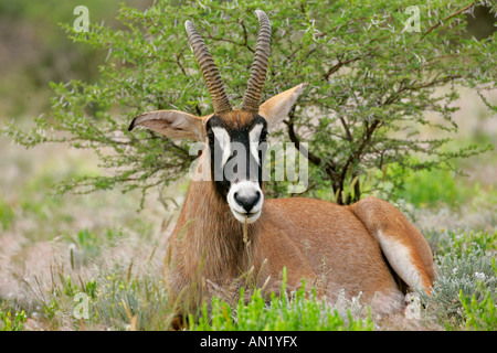 Roan Antilope Hippotragus Spitzfußhaltung liegen in der Savanne Mount Etjo Namibia Afrika Stockfoto