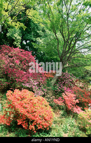 Japan, Tokio, Rikugien japanischer Garten mit Azaleen in voller Blüte Stockfoto