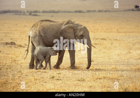 Afrikanischer Elefant Elefant Loxodonta Africana Masai Mara Kenia Mit Jungen mit Cub Afrika Stockfoto