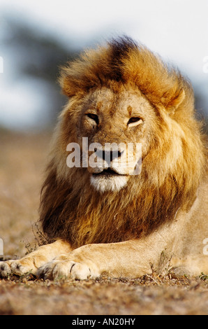 Loewe Löwe Panthera Leo männlichen Portrait Stockfoto