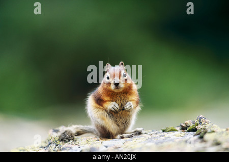 Erdhoernchen Golden Jaguaren Eichhörnchen Citellus Lateralis Glacier NP USA Stockfoto