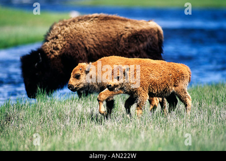 Bison kalbt Wandern Yellowstone NP USA Stockfoto