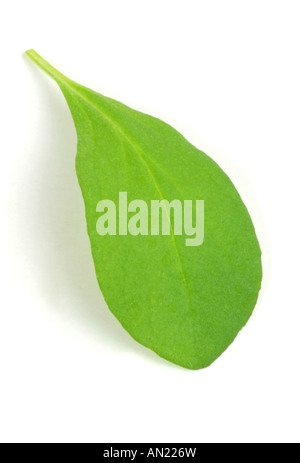 Sweet Majoran verknotet Majoran Origanum Majorana Majorana Hortensis single Urlaub Stockfoto