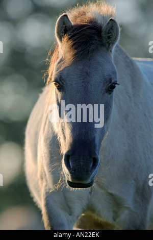 Wildpferd Dülmen Wildhorse Dülmen Deutschland Stockfoto