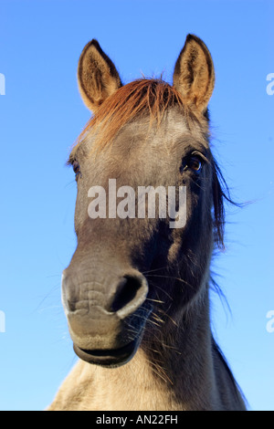 Wildpferd Dülmen Wildhorse Dülmen Deutschland Stockfoto