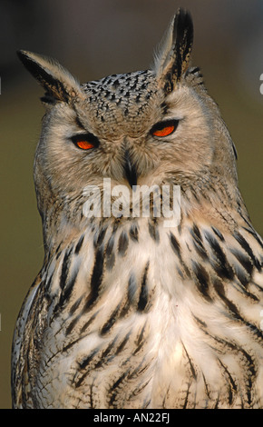 Uhu Bubo Bubo eurasischen Uhu Europa Europa Stockfoto