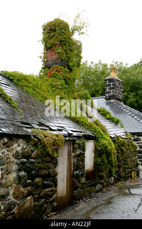 Verfallene Gebäude bedeckt in wildem auf hinteren Spur im Ortszentrum Gwynedd North Wales UK Stockfoto