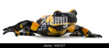 Europäische Feuersalamander Salamandra Salamandra Terrestris Porträt Stockfoto