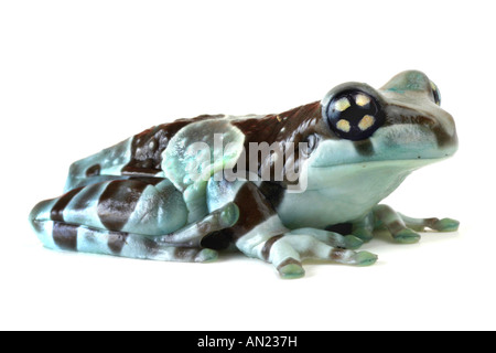 Amazonas Baldachin Frosch Phrynohyas Resinifictrix geschnitten Stockfoto