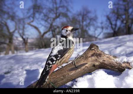 Mittelspecht Middle Spotted Woodpecker Picoides medius Stockfoto