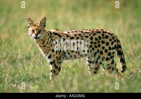 Serval Felis Serval Ngorongoro Krater Krater Tansania Tansania Afrika Afrika Stockfoto