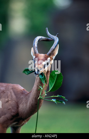 Giraffengazelle Gerenuk Litocranius Walleri männlichen Essen verlässt Stockfoto