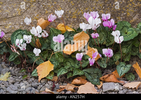 Efeu-leaved Alpenveilchen Cyclamen Hederifolium November kultiviert Stockfoto