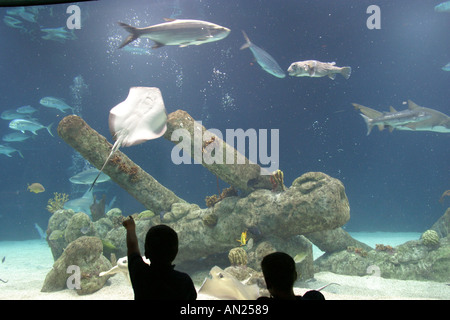 Albuquerque New Mexico, Biological Park, Aquarium, 285.000 Gallonen Hai Tank, Besucher reisen Reise Tour Tourismus Wahrzeichen Kultur Cu Stockfoto