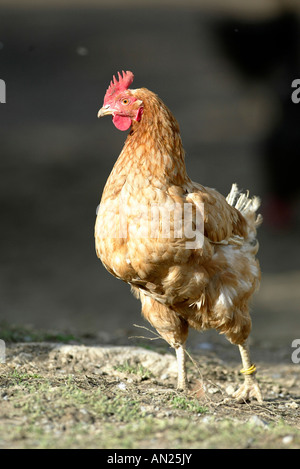 Haushuhn inländischen Geflügel Poulet Henne Henne weibliche Farm Huhn Gallus Gallus Domesticus Huhn Stockfoto