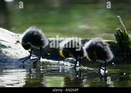 BLaesshuhn Fulica Atra Blässhuhn Europa Europa Stockfoto