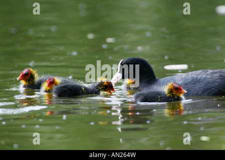 BLaesshuhn Fulica Atra Blässhuhn Europa Europa Stockfoto