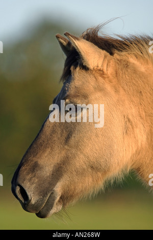 Wildpferd Dülmen Wildhorse Dülmen Deutschland Stockfoto