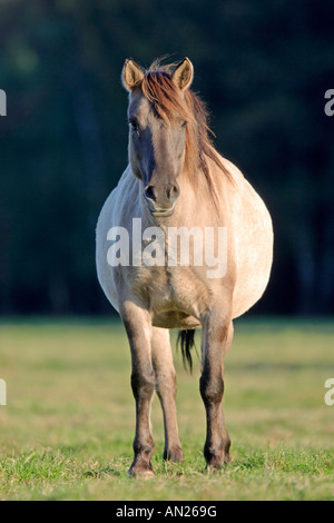 Wildpferd Dülmen Wildhorse Dülmen Deutschland Stockfoto