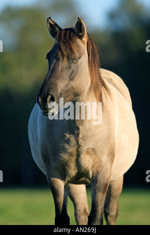 Wildpferd Dülmen Wildhorse Dülmen Deutschland Stockfoto