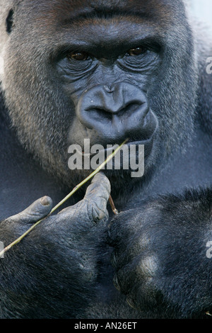 Flachlandgorilla Gorilla Gorilla westlichen Gorilla Westgorilla Menschenaffe Flachland Gorilla Westerngorilla Stockfoto